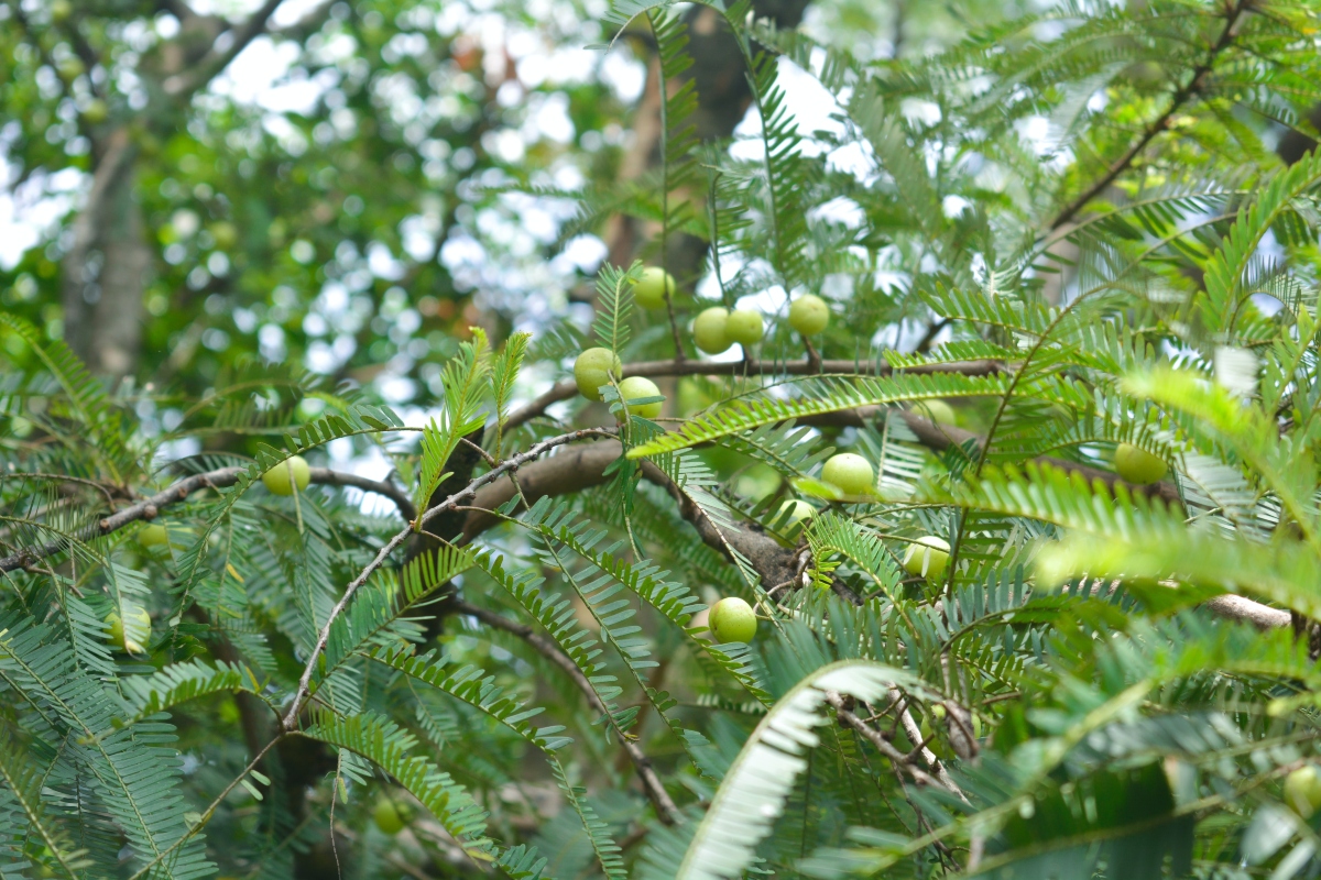 Amalaki (Emblica officinalis) Amalaki (Emblica officinalis)