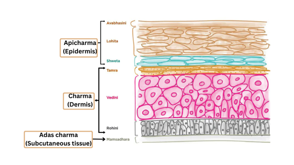 Ayurveda Anatomy