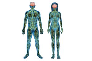 Understanding Nervous System Disorders Through Ayurveda - Causes, Treatments And Remedies - The Ayurvedic Clinic Understanding Nervous System Disorders Through Ayurveda - Causes, Treatments And Remedies - The Ayurvedic Clinic